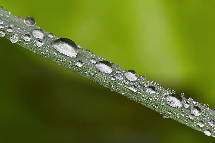 macro, wallpaper, sudamlası, bitki, garden, drop, wet, water HD wallpaper