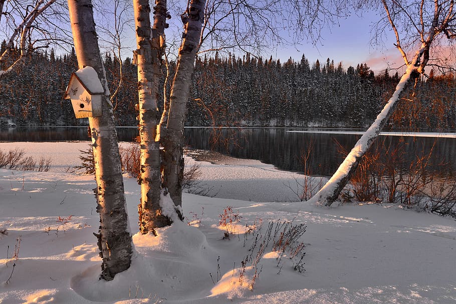 Bare Tree Near Body of Water, branch, cold, environment, forest HD wallpaper