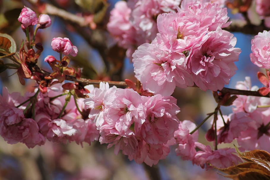 flowers, spring, pink, bloom, macro, petals, season, nature HD wallpaper