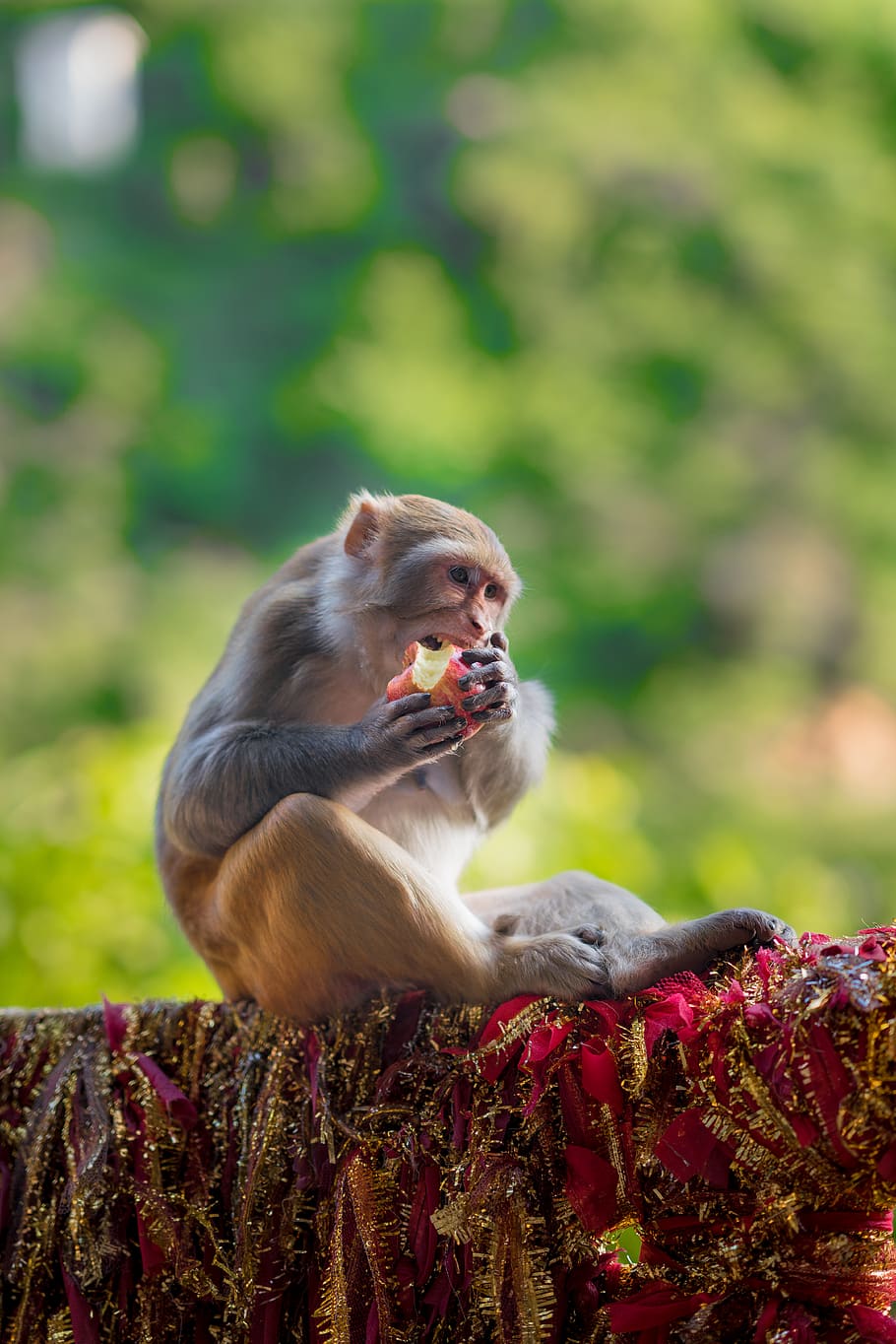 selective focus photography of eating monkey, animal, mammal, HD wallpaper