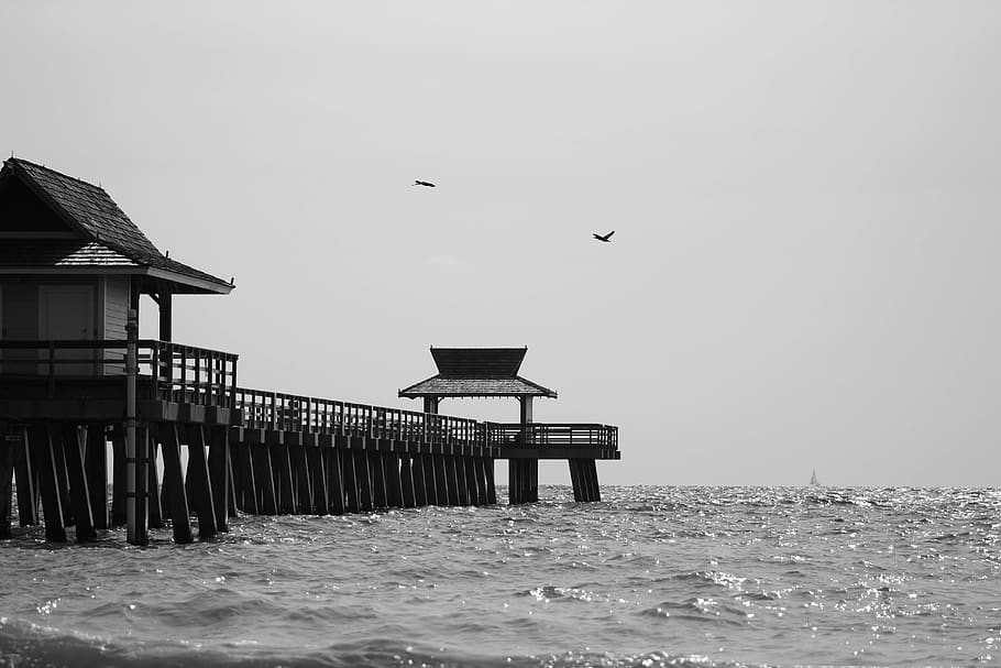 united states, naples, sailboat, seagulls, black and white, HD wallpaper