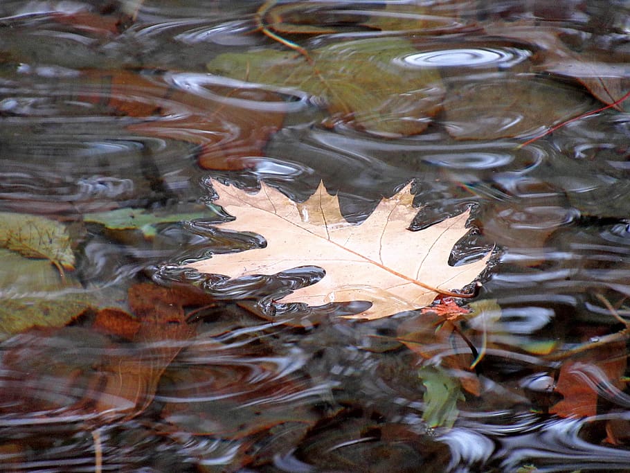 leaf, water, nature, green, wet, pond, environment, foliage HD wallpaper