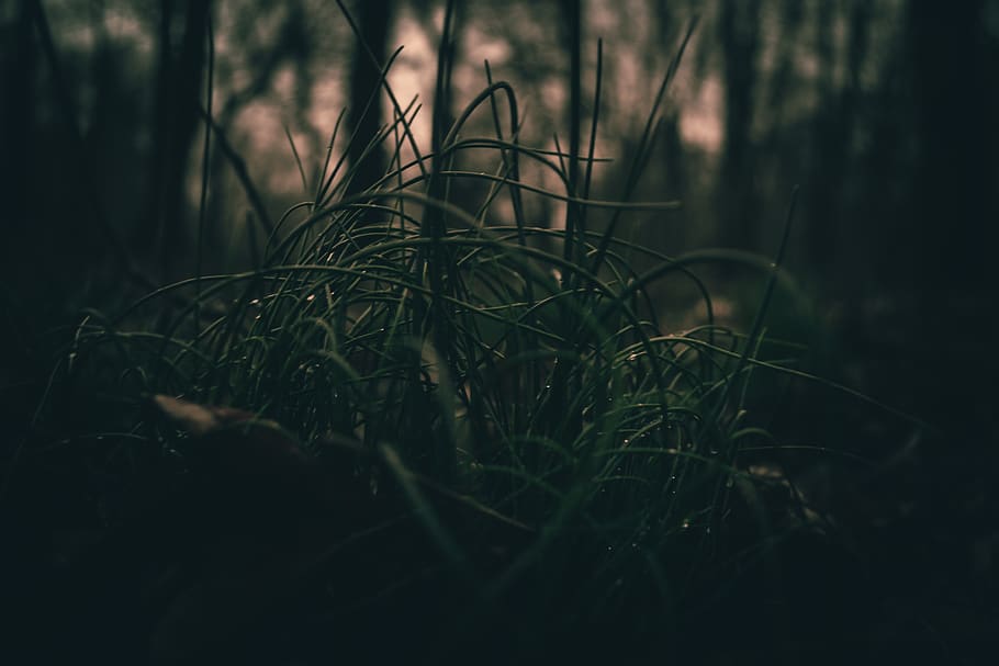 forest, nature, macro, grass, dew, trees, macro photo, macro photography HD wallpaper