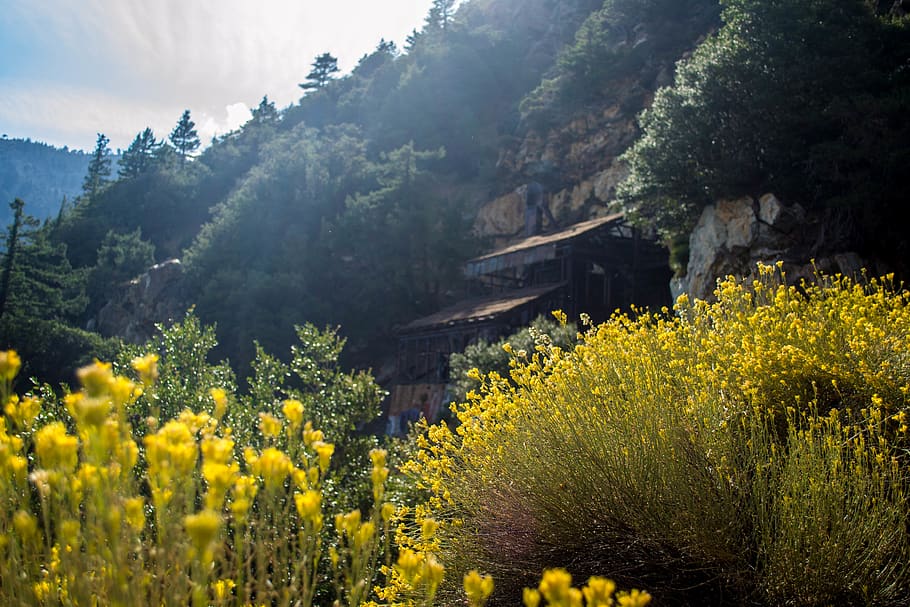 mountain, mine, tree, pine, flower, desert, rock, wall, iron HD wallpaper