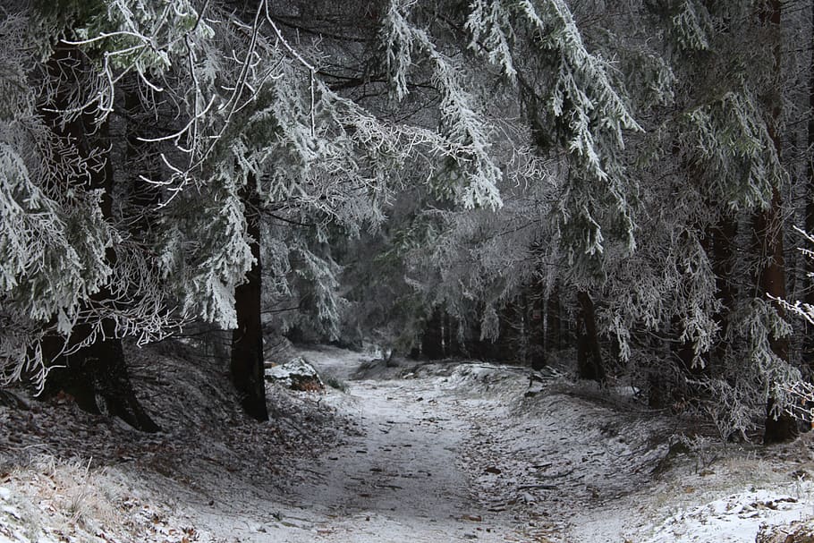 Snowcapped Trees, cold, daylight, forest, frost, nature, path HD wallpaper