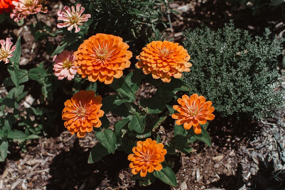 flowering plant, vulnerability, fragility, freshness, growth HD wallpaper
