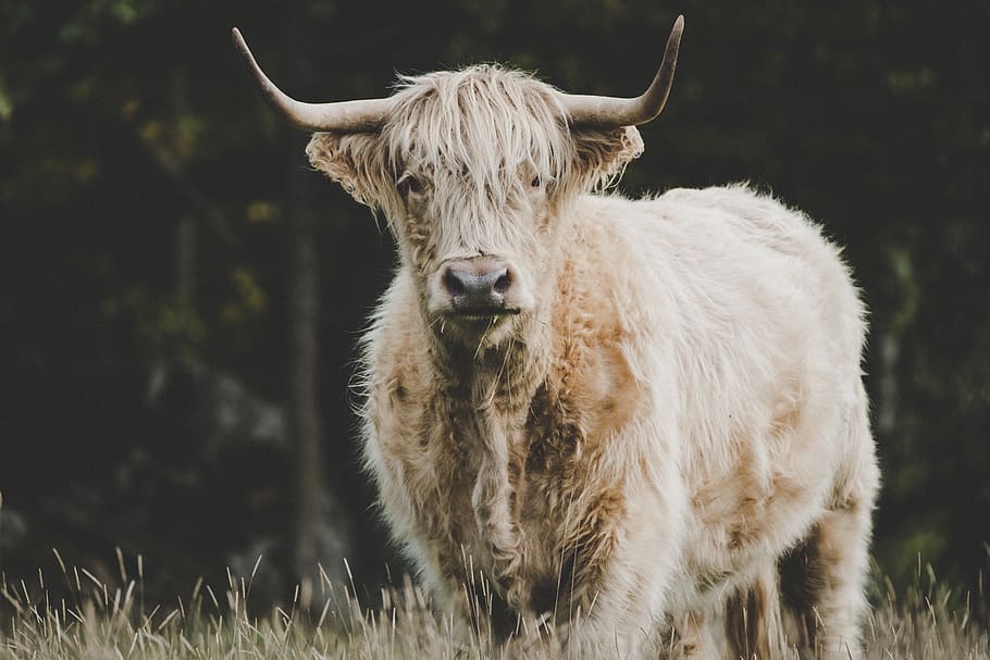 animal on grass, animal themes, mammal, domestic animals, livestock HD wallpaper
