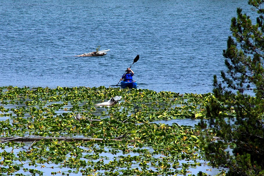 kayak on string lake, water, lily pads, grand, teton, national