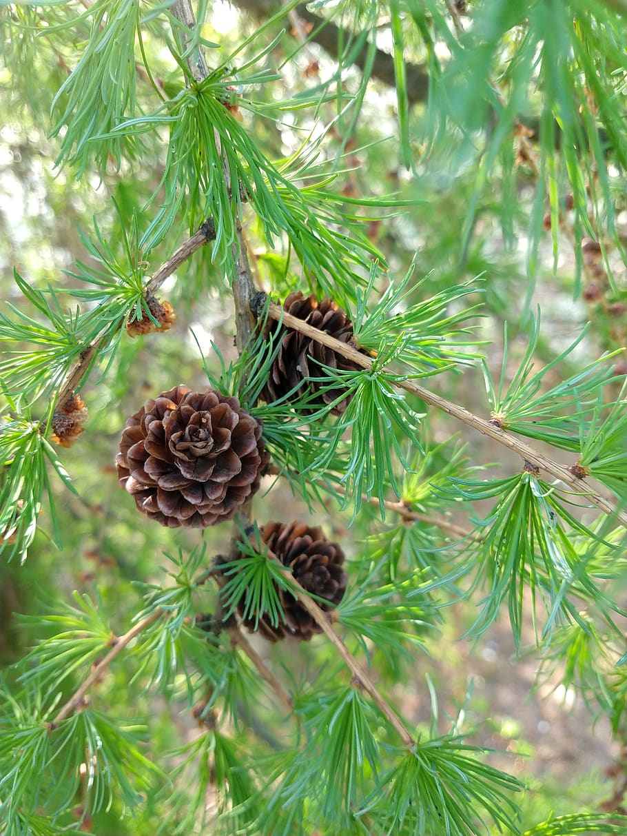 cones, pine, spring, april, nature, garden, tree, branch, pine cone HD wallpaper