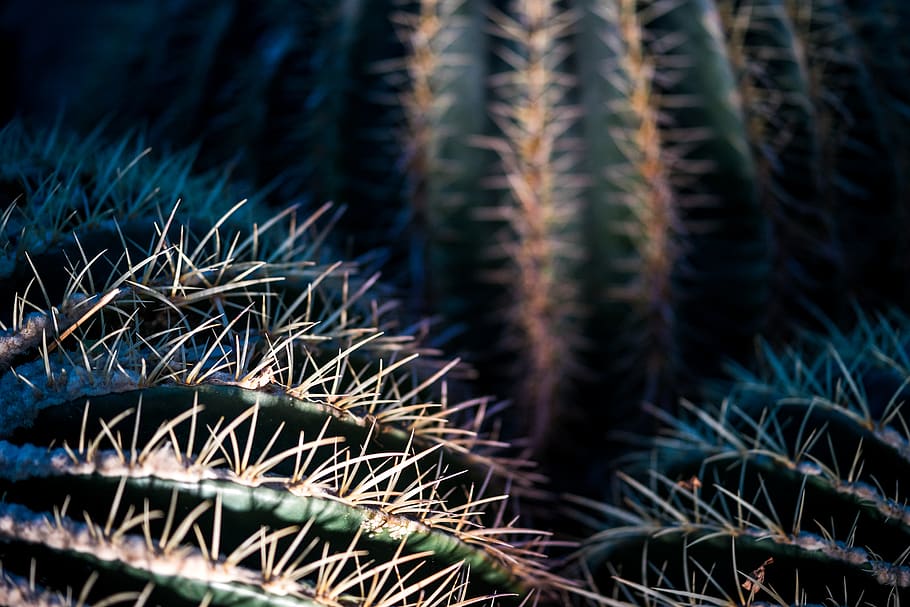 white and blue plastic pack, plant, cactus, bear, animal, mammal HD wallpaper