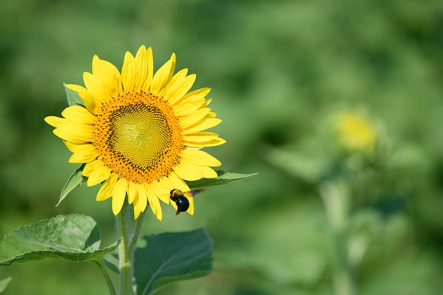 ひまわり, flower, flowering plant, yellow, animal themes HD wallpaper