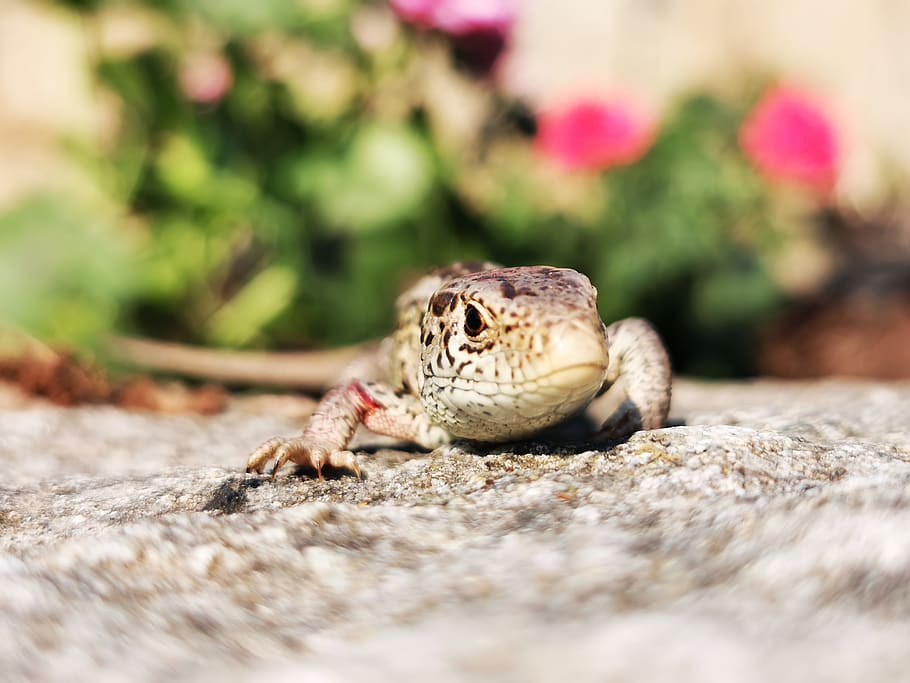 lizard, wall, stone, animal, flower, animal themes, one animal HD wallpaper