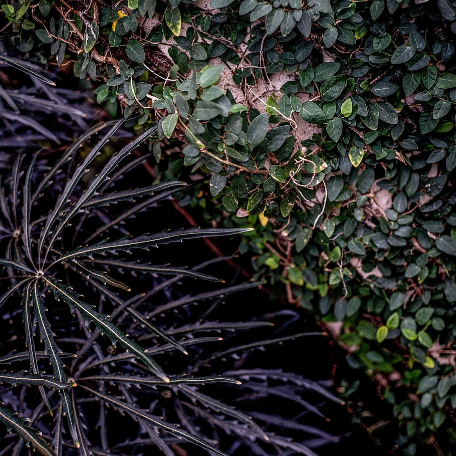 split, leaves, half, plant, growth, plant part, leaf, nature HD wallpaper