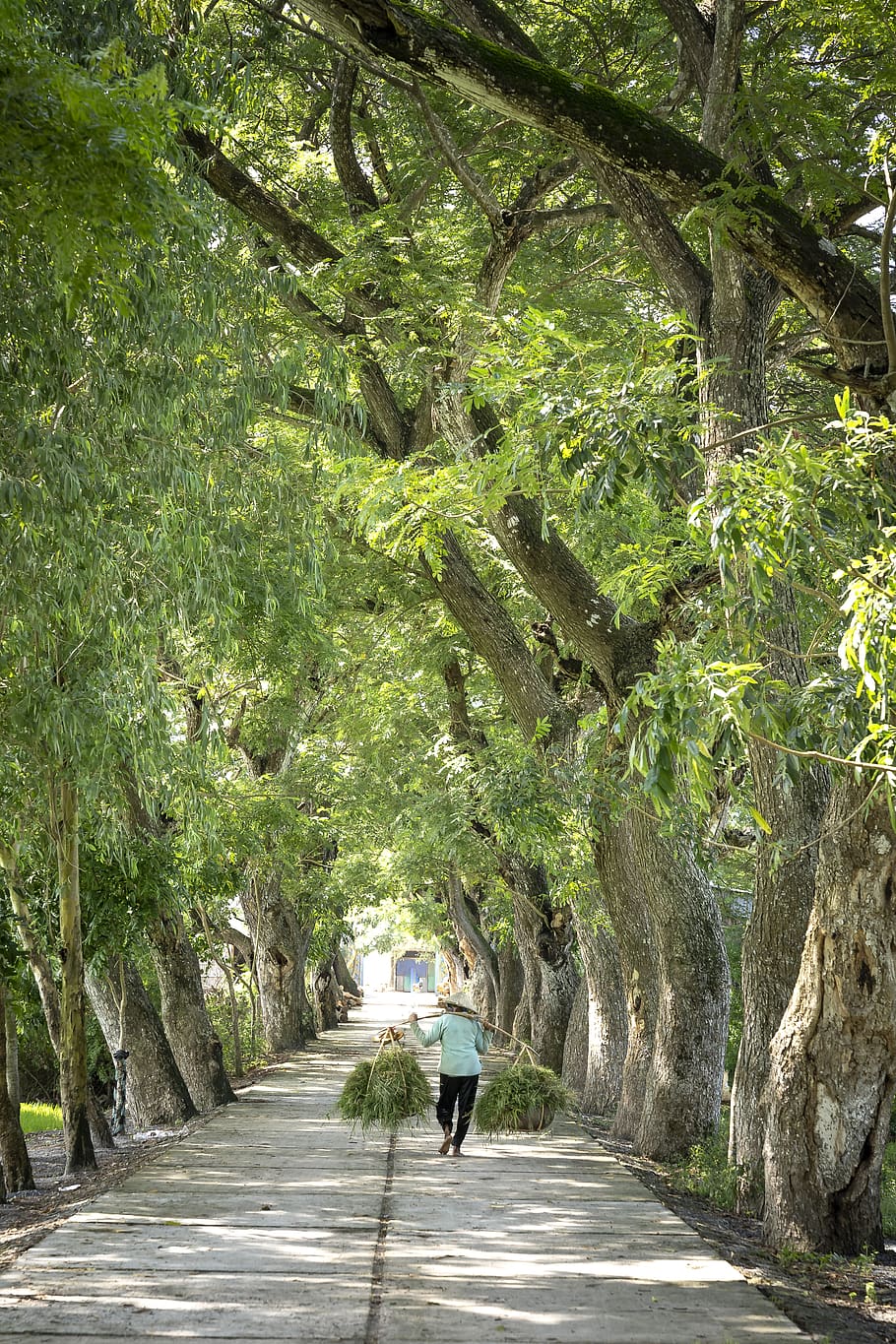 Person Walking on Pathway Between Trees, beautiful, branches HD wallpaper