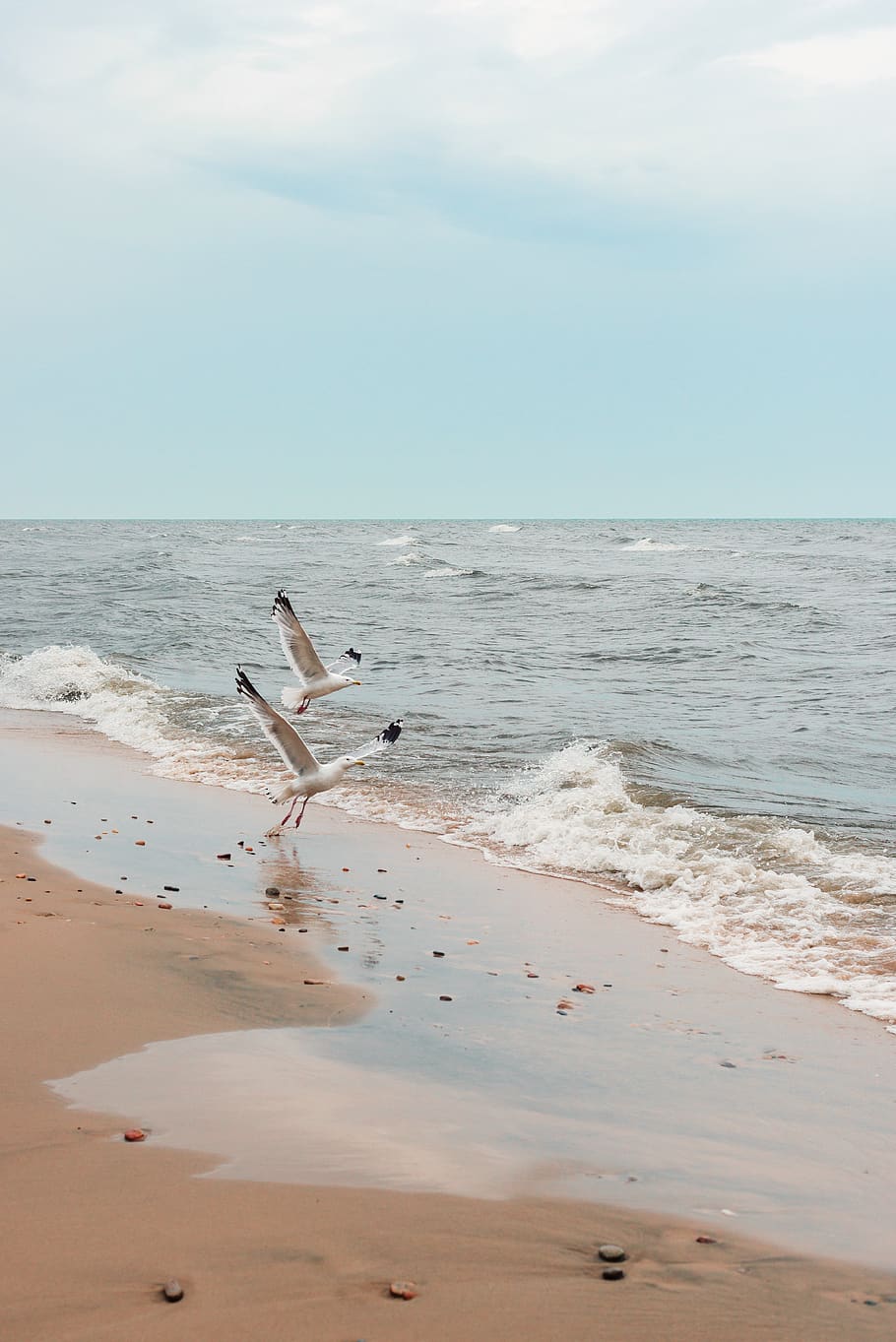 two white birds on seashore, water, animal themes, beach, animals in the wild HD wallpaper