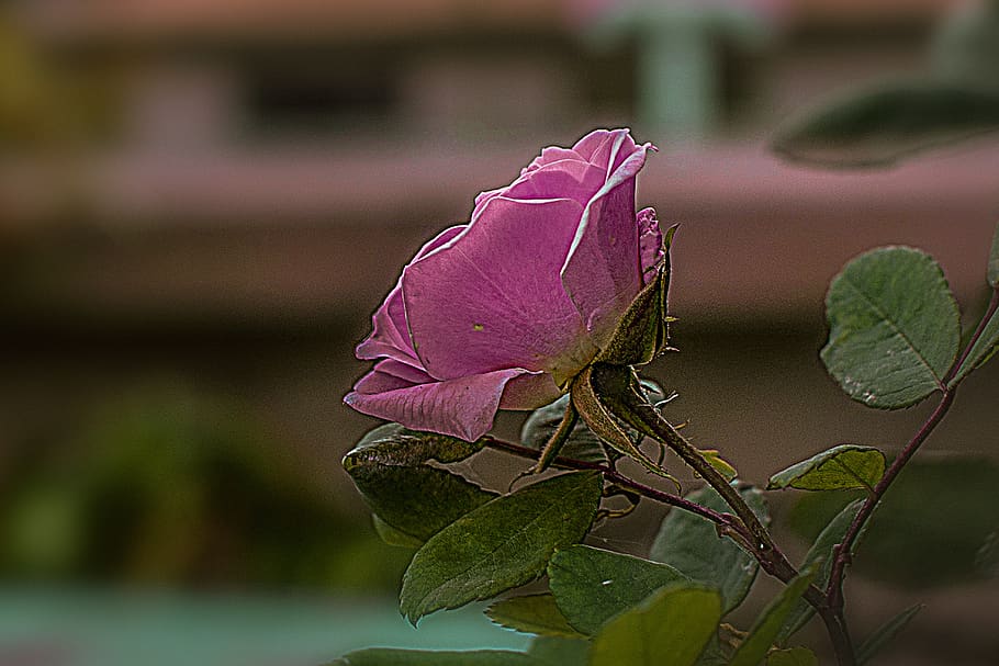 rosa, flower, bella, nature, romance, floral, petals, plant HD wallpaper
