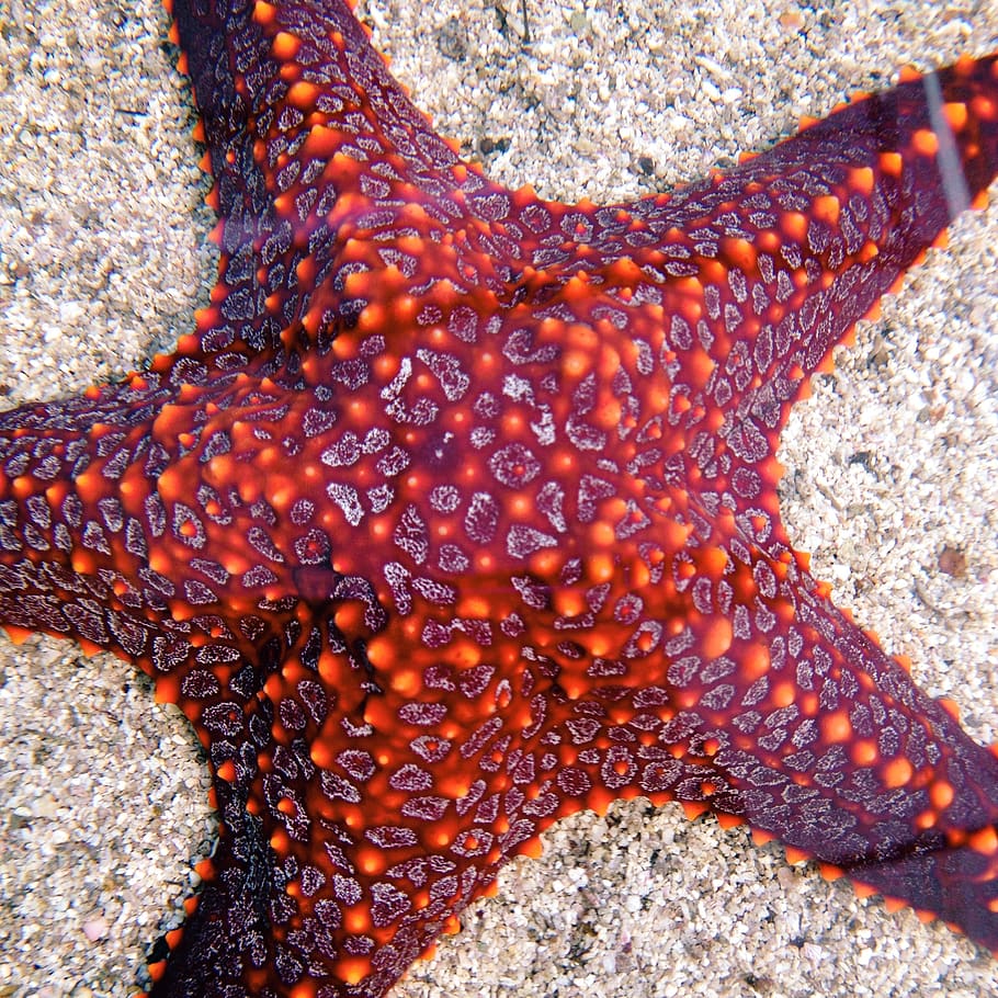 sealife, starfish, texture, one animal, animal themes, animal wildlife HD wallpaper