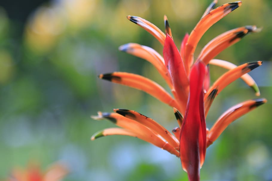 nature, flower, growth, beauty in nature, plant, focus on foreground HD wallpaper