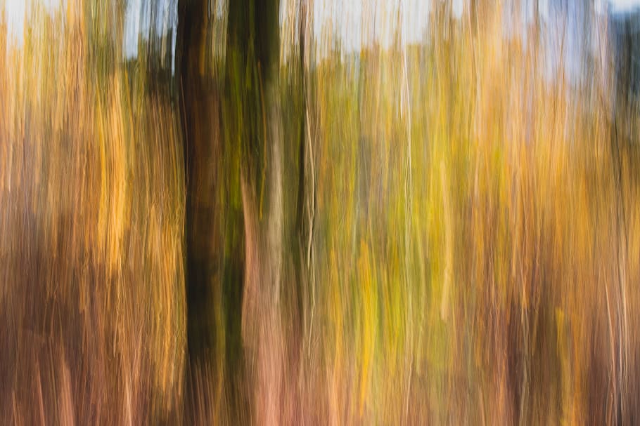 forest, autumn, abstraction, landscape, collapse, nature, foliage HD wallpaper