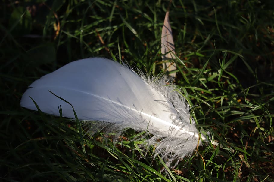 feather, white, bird, goose, grass, plant, field, nature, land HD wallpaper