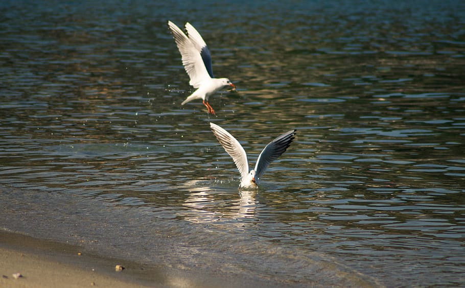 italy, soverato, animal themes, bird, flying, animal wildlife HD wallpaper