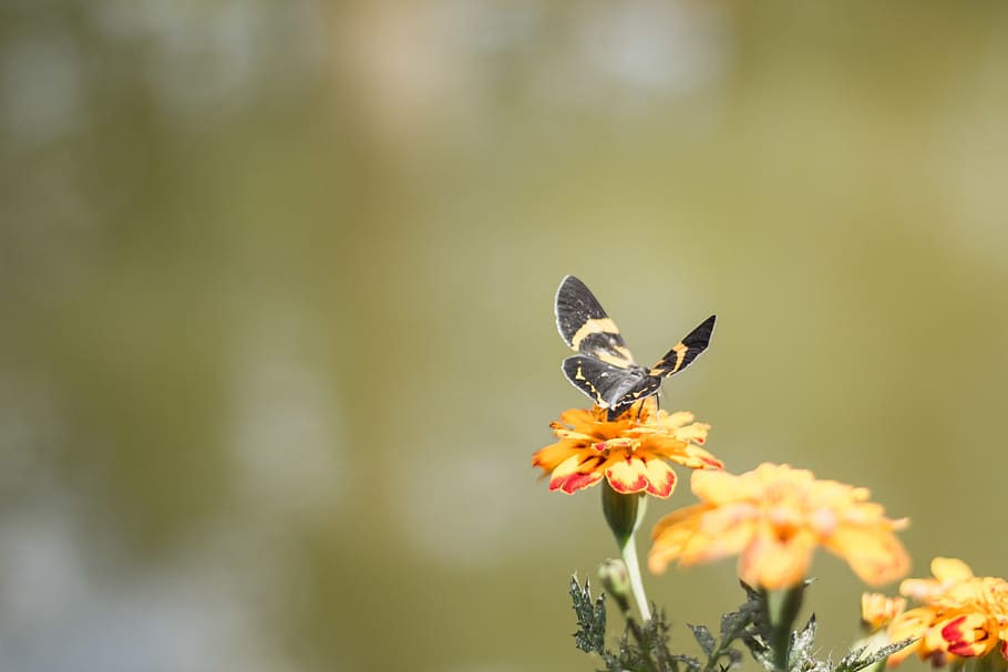 philippines, baguio, wright park, nature, butterfly, insects HD wallpaper