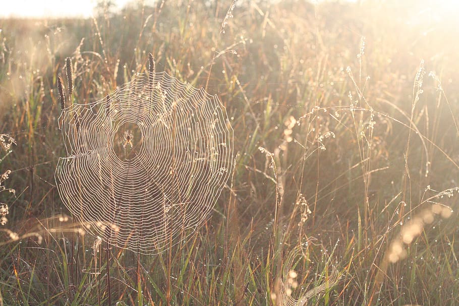 spider web, sun, sunlight, rosa, grass, morning, plant, growth HD wallpaper