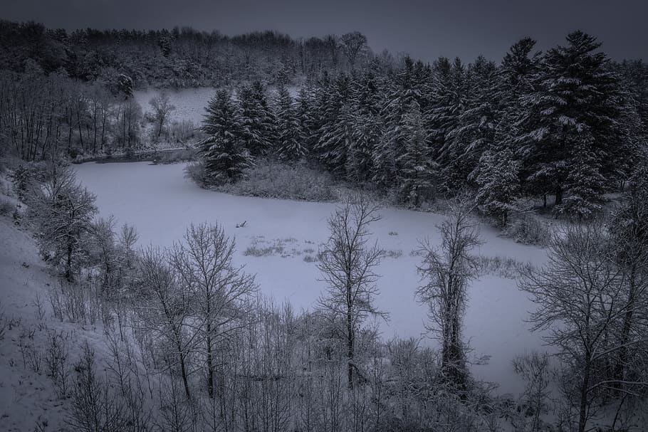 trees covered by snow, plant, fir, abies, nature, outdoors, ice HD wallpaper