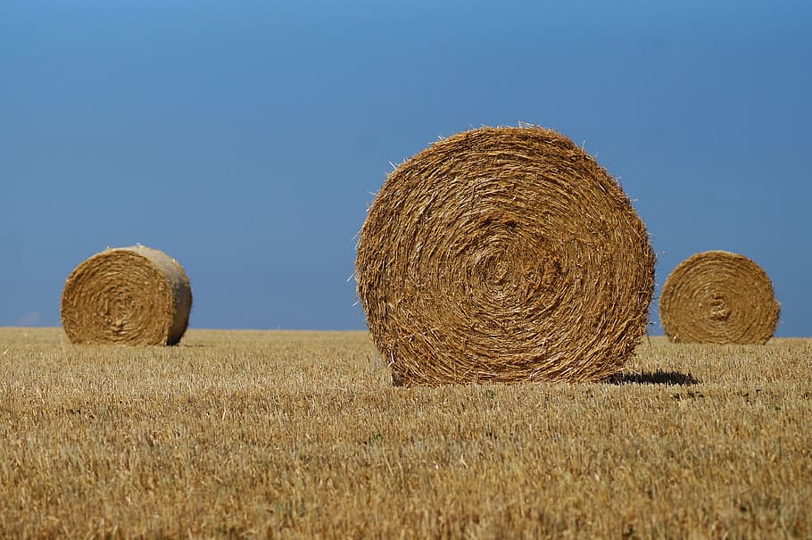 hay bales, straw, agriculture, harvest, field, rural, summer, HD wallpaper