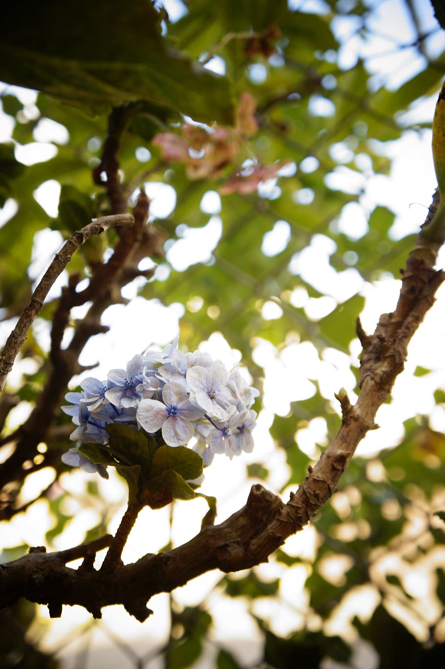 flower, tree, petals, sunny, plant, branch, nature, blue, growth HD wallpaper
