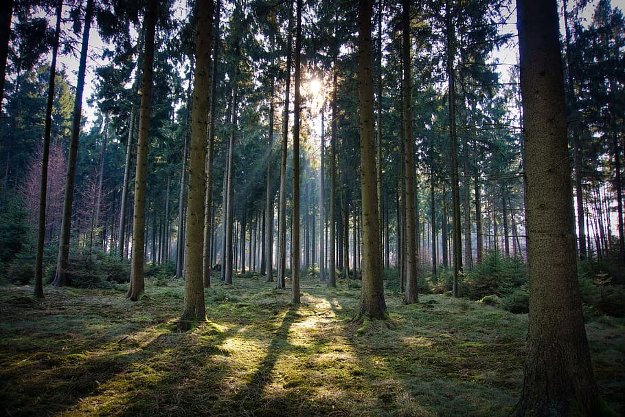 trees, wood, forest, sunray, sunlight, plant, land, tree trunk HD wallpaper