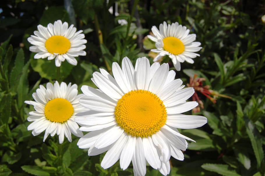 greece, corfu, blooming, flower, blossoming, flowers, flowering plant HD wallpaper