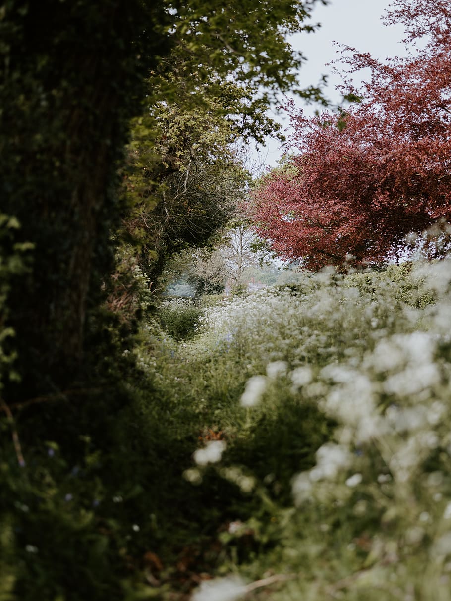 plant, tree, abies, fir, flower, blossom, conifer, weather HD wallpaper