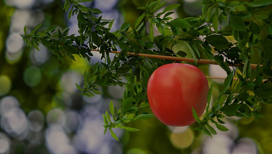apple, fruit, leaves, red, fresh, delicious, nature, branch HD wallpaper