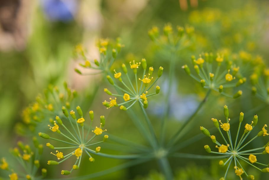 dill, herbs, green, landscape format, umbelliferae, blossom HD wallpaper