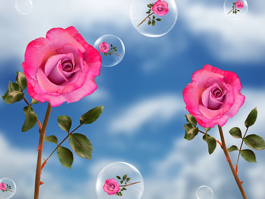 flowers, roses, spring, nature, flourishing, petals, plant HD wallpaper