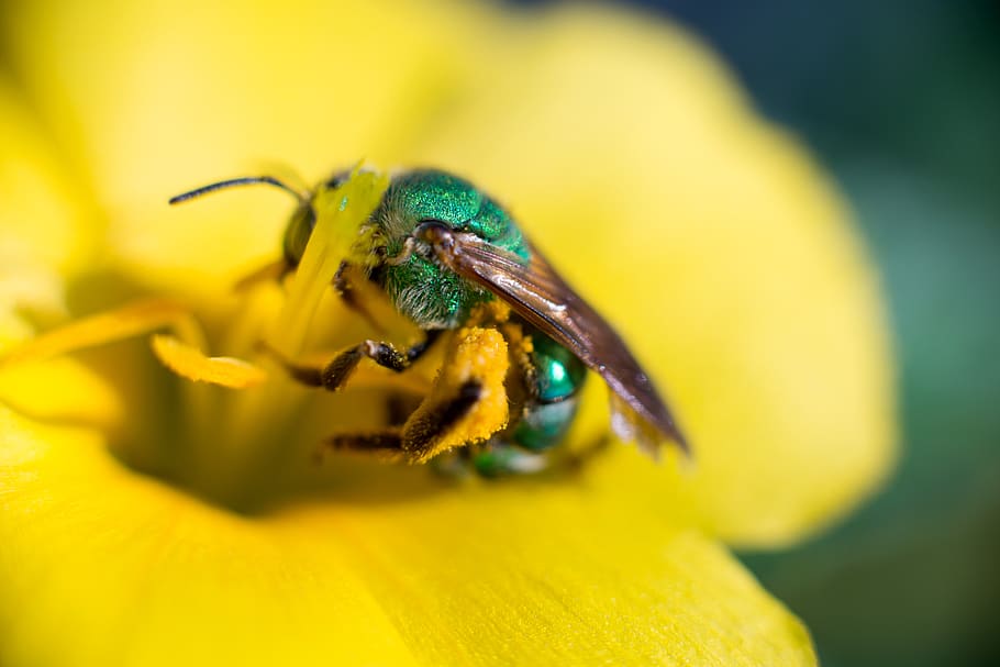 bee, insect, nature, pollen, bloom, flower, blossom, bees, plant HD wallpaper