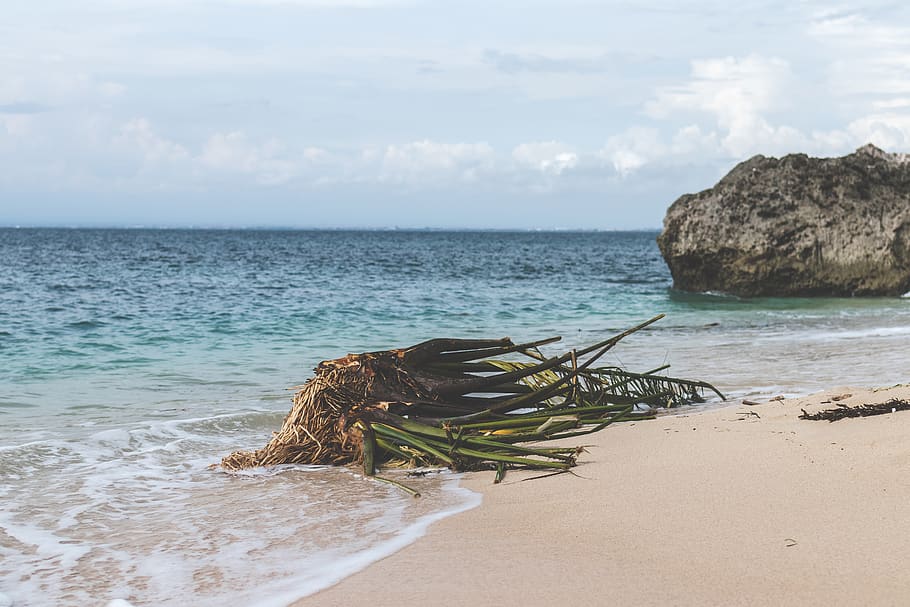 Green Plant on Seashore Under White Clouds Taken, beach, calm HD wallpaper