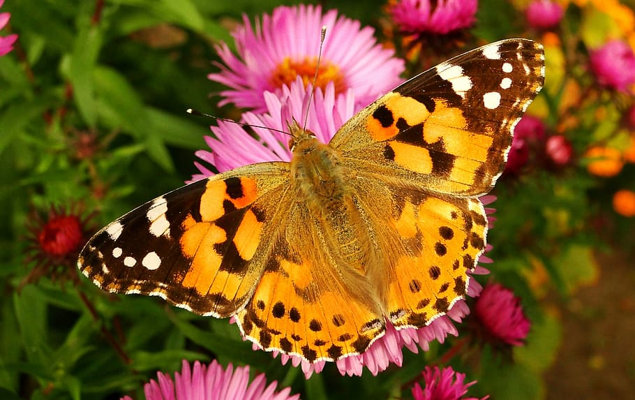 invertebrate, insect, butterfly - insect, flower, animal themes HD wallpaper