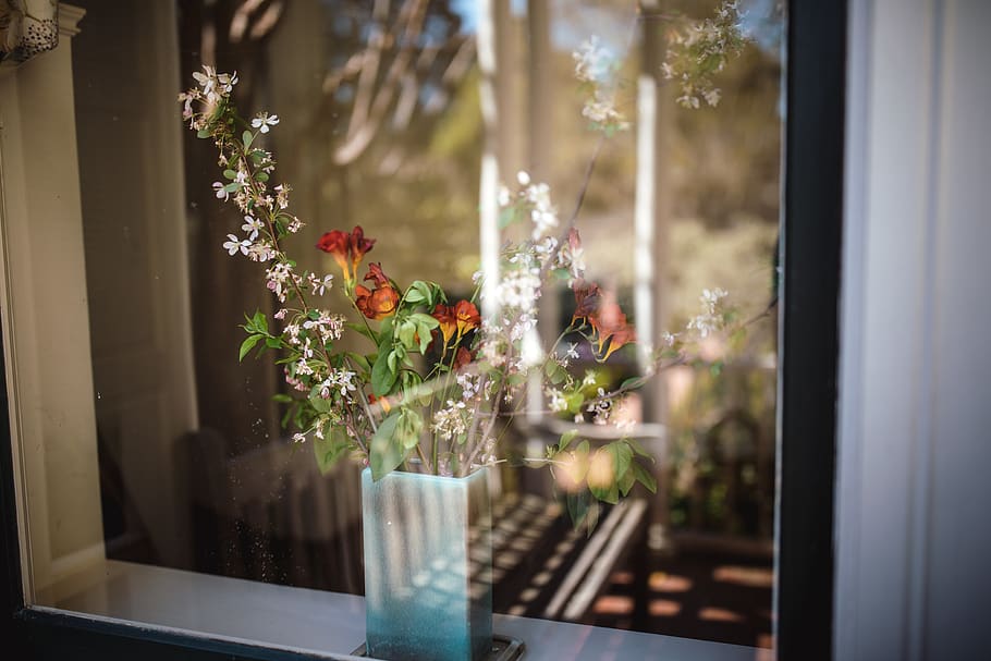 flowers in vase behind clear glass window, plant, flowering plant, HD wallpaper