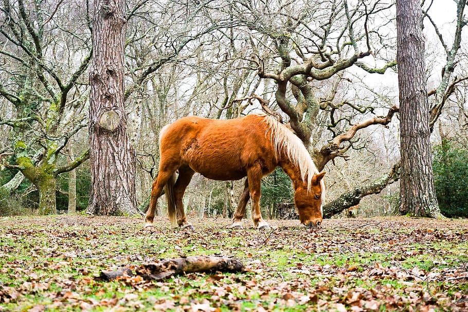 brown horse eating on ground near trees, animal, colt horse, mammal, HD wallpaper