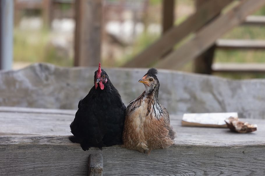 iceland, chicken, bird, animal, animal themes, vertebrate, livestock HD wallpaper