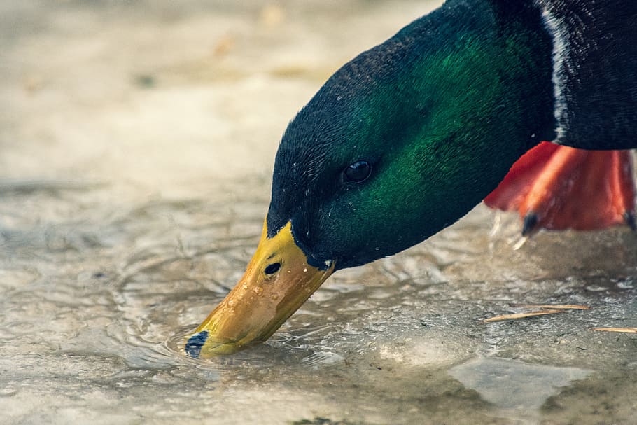 mandarin duck drinking water, bird, waterfowl, mallard, animal HD wallpaper