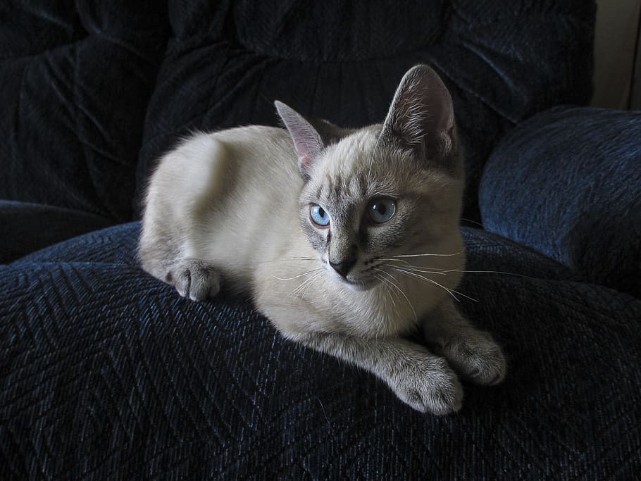 cat, animal, siamese, pets, domestic, domestic animals, animal themes HD wallpaper