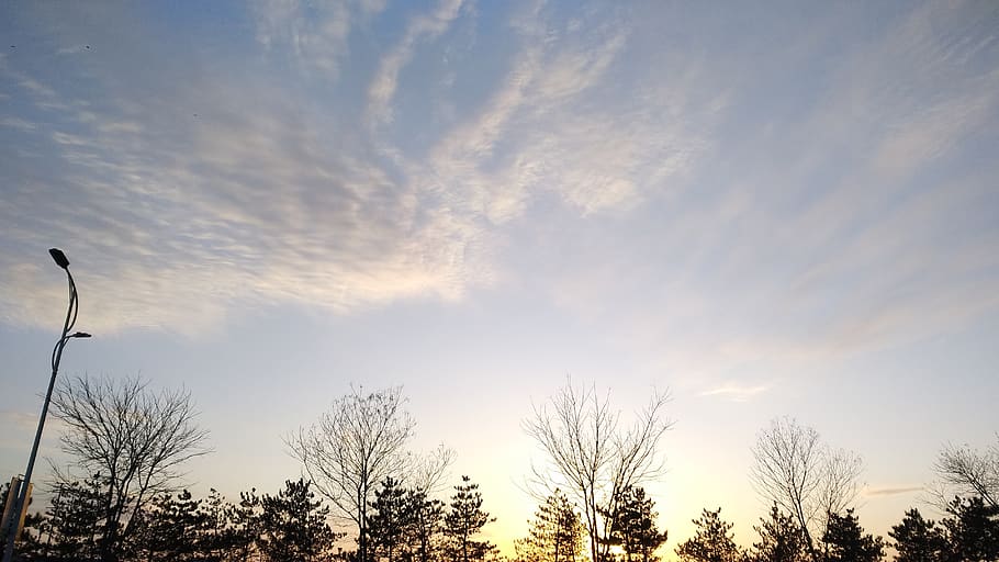sky, cloud - sky, tree, plant, low angle view, bare tree, beauty in nature HD wallpaper