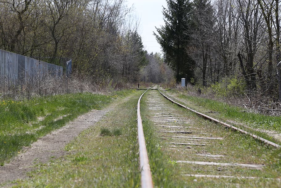 canada, uxbridge, the way forward, tree, direction, plant, diminishing perspective HD wallpaper