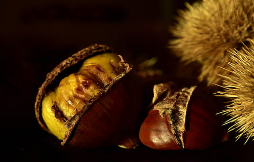 chestnut, nature, maroni, fruit, spur, autumn fruit, eat, nutrition HD wallpaper