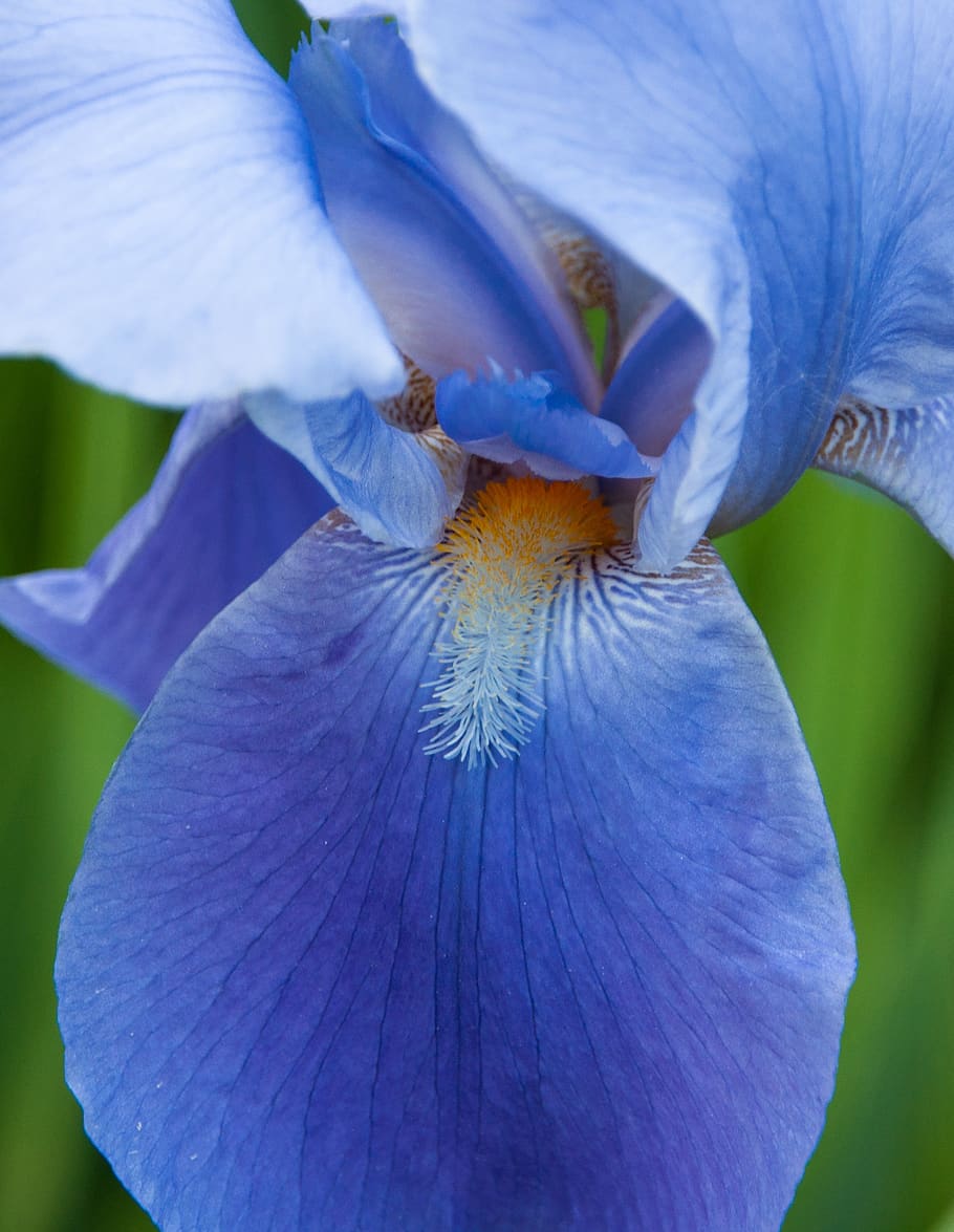 lily, iris, flower, nature, plant, flora, iridaceae, bloom HD wallpaper