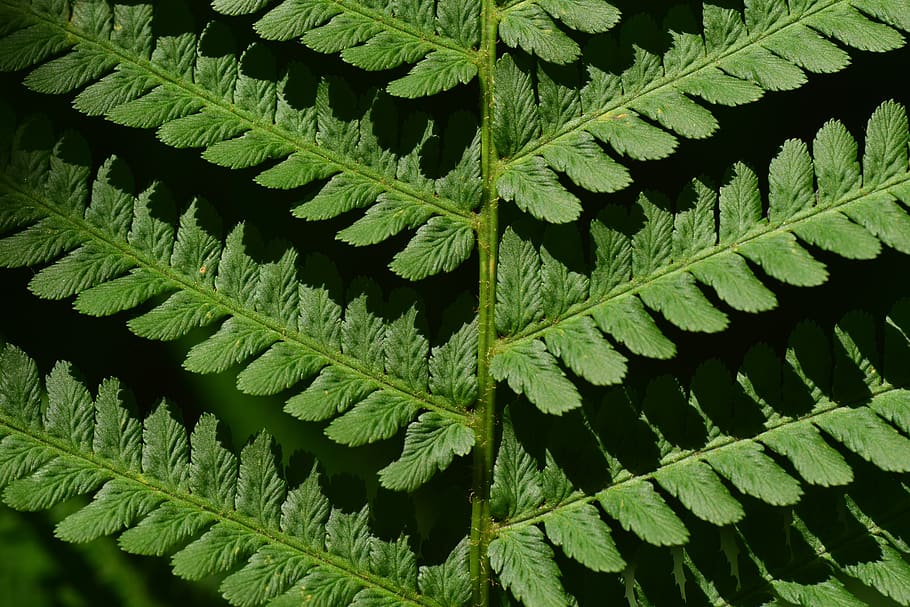fern, fiddlehead, green, close up, macro, structure, texture, HD wallpaper