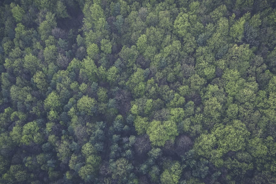 green, trees, forest, woods, nature, aerial, plant, green color HD wallpaper
